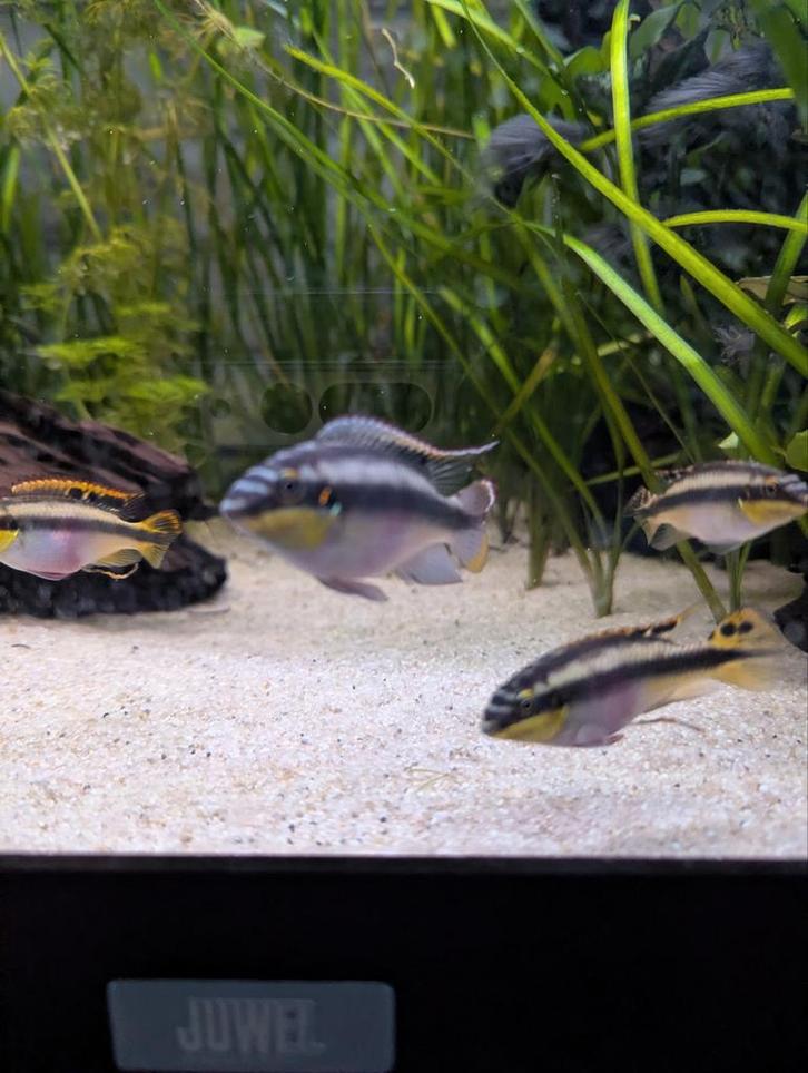 Kersenbuik vissen, Dieren en Toebehoren, Vissen | Aquariumvissen, Vis
