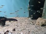 Zwarte Neon tetra, Hyphessobrycon Herbertaxelrodi, Vis, Zoetwatervis, Schoolvis