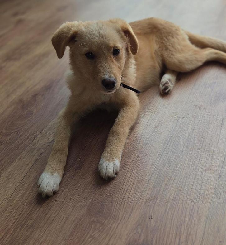Zeer leuk rustig pupje mirle (sde), Dieren en Toebehoren, Honden | Niet-rashonden, Klein, Teef, Particulier, Eén hond, Buitenland