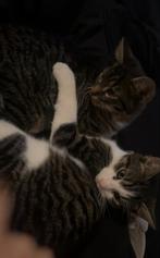 Kittens, Dieren en Toebehoren, Katten en Kittens | Overige Katten, Kater, Kortharig, 0 tot 2 jaar