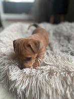 Jack russel pup, Dieren en Toebehoren, Honden | Jack Russells en Terriërs, Jack Russell Terriër, 8 tot 15 weken, Teef, Eén hond