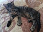 Lief cyperse kitten, Dieren en Toebehoren, Katten en Kittens | Overige Katten, Kater, Kortharig, 0 tot 2 jaar