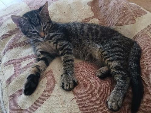 Lief cyperse kitten, Dieren en Toebehoren, Katten en Kittens | Overige Katten, Kortharig, Kater, 0 tot 2 jaar