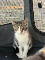 Kittens zoeken forever home, Dieren en Toebehoren, Kater, Kortharig, 0 tot 2 jaar