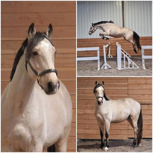 Gave 3 jarige springgefokte valk hengst!, Dieren en Toebehoren, Paarden, Hengst, Onbeleerd, 165 tot 170 cm, 3 tot 6 jaar, Springpaard