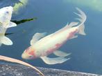 Koi's, Dieren en Toebehoren, Vissen | Vijvervissen, Karper of Koi