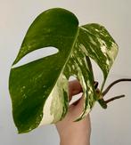 Monstera Variegata stek, Overige soorten, Minder dan 100 cm, Ophalen of Verzenden, Halfschaduw