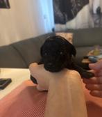 2 Toy poedel zwart, Dieren en Toebehoren, Honden | Chihuahua's en Gezelschapshonden, Poedel, 8 tot 15 weken, Meerdere, Meerdere dieren