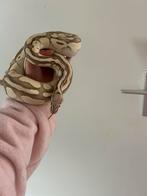 Konings Python, Dieren en Toebehoren, Reptielen en Amfibieën | Toebehoren, Ophalen of Verzenden, Zo goed als nieuw, Terrarium of Paludarium