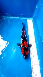 Japanesekoi 31 tot 50 cm van Hiroi, Ikarashi,Kawakami,Oya, Karper of Koi
