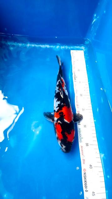 Japanesekoi 31 tot 50 cm van Hiroi, Ikarashi,Kawakami,Oya  beschikbaar voor biedingen