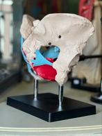 Anatomisch model, bekken vrouw, Ophalen of Verzenden