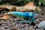 Bleu bolt Garnalen, Kreeft, Krab of Garnaal
