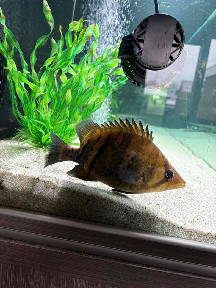 Datnioides tijgerbaars sumatra, Dieren en Toebehoren, Vissen | Aquariumvissen, Zoetwatervis, Vis, Schoolvis