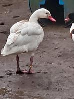 Zwanen, Meerdere dieren