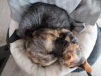 2 Prachtige Devon Rex poezen zoeken (samen) een nieuw thuis, Dieren en Toebehoren, Katten en Kittens | Raskatten | Korthaar, Poes