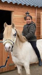 Perlino welsh pony 9 jaar, Merrie, Gechipt, Dressuurpony, Niet van toepassing