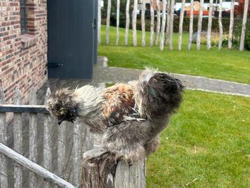 Zijdehoender haan gratis beschikbaar voor biedingen
