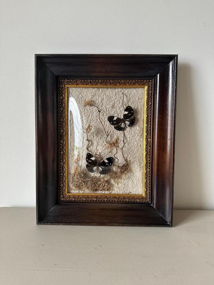 Euploea Diocletianus vlinders, Antiek en Kunst, Curiosa en Brocante, Ophalen of Verzenden