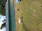 Overjarige rammen te koop, Dieren en Toebehoren, Mannelijk, Schaap