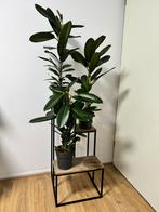 Ficus 90 cm hoog 3 voor EUR 15,-, Ophalen, Ficus, Halfschaduw, Minder dan 100 cm