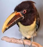 Opgezette Arassari *Tropenvogel* Taxidermie * Toekan, Mannelijk, Papegaai, Geringd