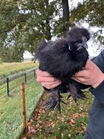 Zijdehoender haan!, Dieren en Toebehoren, Mannelijk, Kip