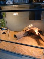 Baardegaam met toebehoren, Dieren en Toebehoren, Reptielen en Amfibieën