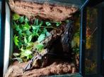 Paludarium, Dieren en Toebehoren, Ophalen