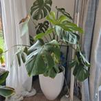 Grote Monstera van 1 meter hoog., Huis en Inrichting, Kamerplanten, Ophalen, Overige soorten, Halfschaduw