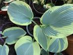 Mooi Hosta's te koop Div, soorten (Almere-Buiten), Halfschaduw, Zomer, Vaste plant, Overige soorten