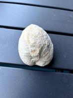 fossiel schelpje, mogelijk Pleuromya 8x8x8cm 460g, Ophalen of Verzenden, Fossiel