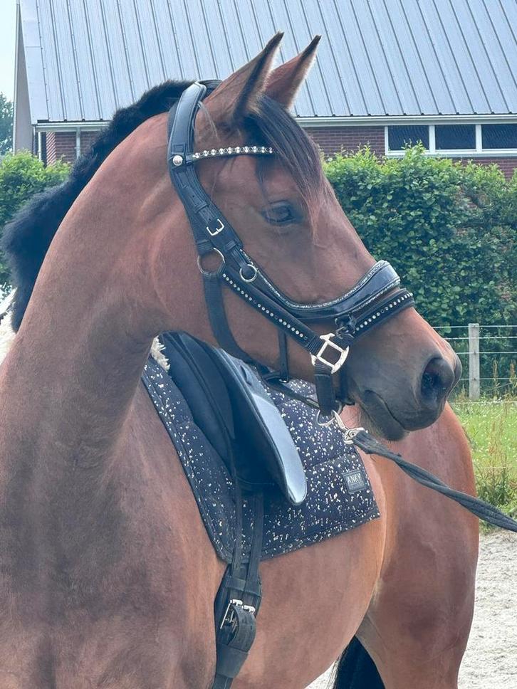 Super gave KWPN merrie JHERONIMUSxHERMÉS, Dieren en Toebehoren, Paarden, Merrie, Onbeleerd, 165 tot 170 cm, 3 tot 6 jaar, Dressuurpaard