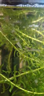Mooie tijger- en caridina japonica garnalen, Dieren en Toebehoren, Vissen | Aquariumvissen, Kreeft, Krab of Garnaal, Zoetwatervis
