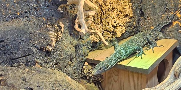 Blauwe Boomvaraan (Varanus macraei)