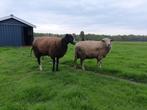 Offerfeest rammen te koop 1e dag, Mannelijk, Schaap, 0 tot 2 jaar