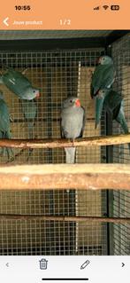 5 halsbanden te koop blauw, Dieren en Toebehoren, Vogels | Parkieten en Papegaaien, Geslacht onbekend, Parkiet