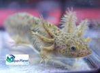 Axolotl - Wildkleur "Baby", Dieren en Toebehoren, Overige typen, Zoetwatervis