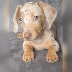Nestje choco merle dapple teckelpups verwacht begin Okt., Dieren en Toebehoren, Honden | Teckels en Dashonden, Standaard, CDV (hondenziekte)