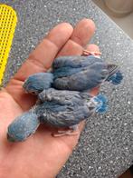 Forpus, Dieren en Toebehoren, Vogels | Parkieten en Papegaaien, Parkiet, Geringd