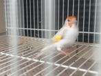 Putter satinet witkeel pop, Dieren en Toebehoren, Vogels | Overige Vogels, Vrouwelijk