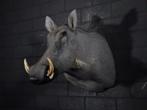 div wrattenzwijn zwijn warthog opgezet taxidermy, Gewei of Kop, Ophalen of Verzenden, Zo goed als nieuw, Hert