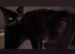 Mooie  Europese korthaar te koop., Dieren en Toebehoren, Katten en Kittens | Overige Katten, Kater, Kortharig, 3 tot 5 jaar
