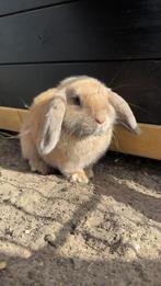 Minilop ram, Mannelijk, Middelgroot, Hangoor, 0 tot 2 jaar