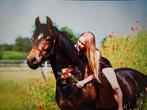 Talentvolle d pony, Dieren en Toebehoren, Gechipt, Ruin, L, 11 jaar of ouder