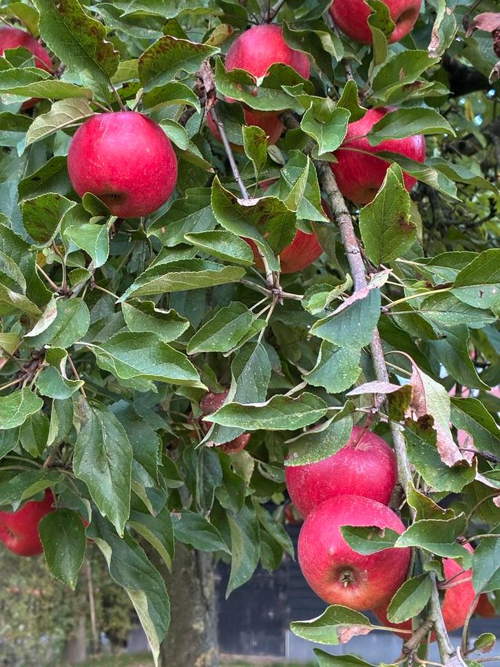 Oude Appelboom - Dijkmans Zoet, Tuin en Terras, Planten | Bomen, Overige soorten, 250 tot 400 cm, Volle zon, Lente, Ophalen
