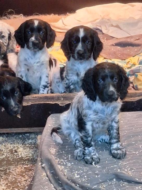 Cocker spaniel x friese stabij pups., Dieren en Toebehoren, Honden | Niet-rashonden, Klein, Meerdere dieren, Particulier, Meerdere