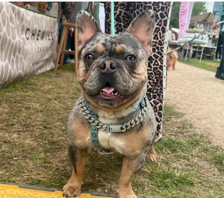 Franse bulldog blue merle tan dekreu, Dieren en Toebehoren, Honden | Dekreuen, Reu, Particulier, Eén hond, België, 1 tot 2 jaar