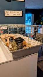 2 cavia's zijn mannetjes, Dieren en Toebehoren, Knaagdieren, Cavia, Februari, Mannelijk, Tam