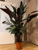 Calathea Oppenheimiana 170 cm hoogte inclusief de pot, Huis en Inrichting, Kamerplanten, Ophalen, Halfschaduw, In pot, 150 tot 200 cm